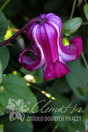 Клематис виорна Принцесс Ред